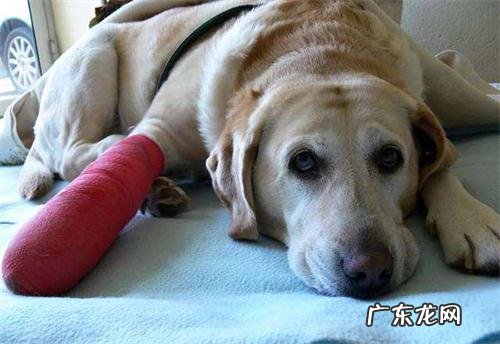 小狗狗伤口化脓了有点脓