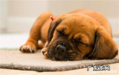 小狗狗伤口化脓了有点脓