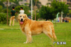 金毛狗狗腿瘸了多久痊愈