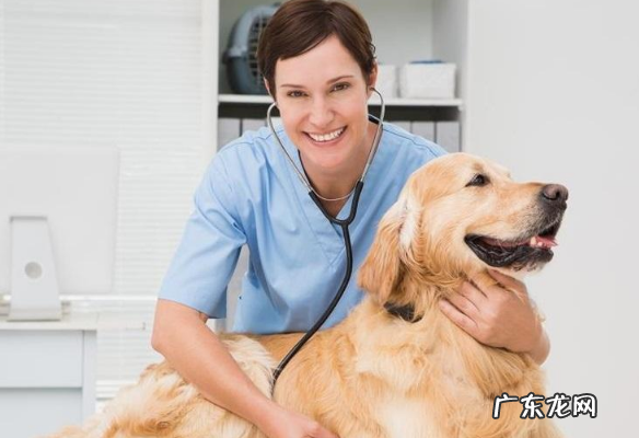 金毛狗狗腿瘸了多久痊愈