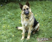 如何让德国牧羊犬适应能力