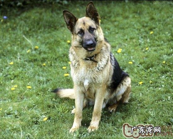 如何让德国牧羊犬适应能力