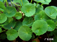 积雪草的十个美容功效 积雪草有什么护肤功效