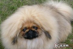 训炼京巴随身的方法