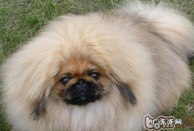 训炼京巴随身的方法