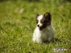 怎样训练小狗寻物专业技能