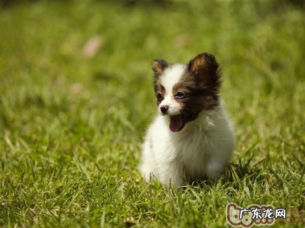 怎样训练小狗寻物专业技能