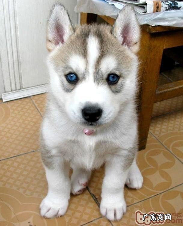 幼狗性格测评新项目强烈推荐