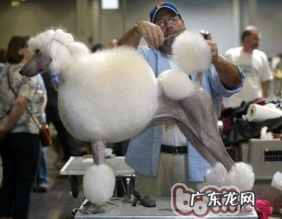 Dog Show 有关选秀节目赛的基本知识