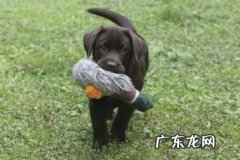 一些挑选合适训炼的幼狗新项目