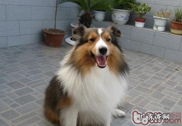 改正喜乐蒂咬人的习惯性