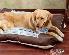 改正小狗啃家俱的不良习惯