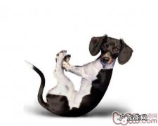 选择合适小狗的链扣