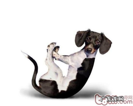 选择合适小狗的链扣