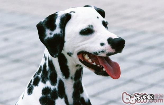 让斑点狗改正扑人的习惯性