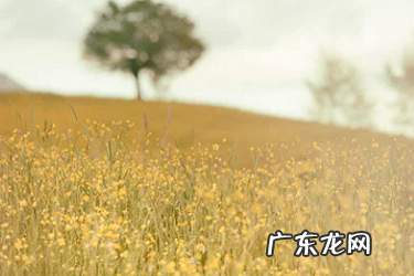 抖音小店入口在哪找 抖音小店服饰内衣包括什么?假冒商品的定义是什么?个人开通抖音小店条件