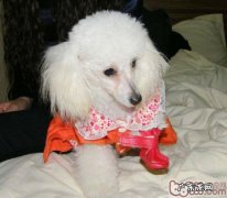 针对小狗的自然环境锻练