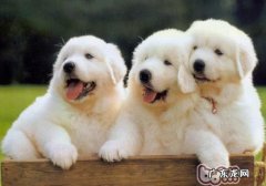 训练小狗拿东西的方式