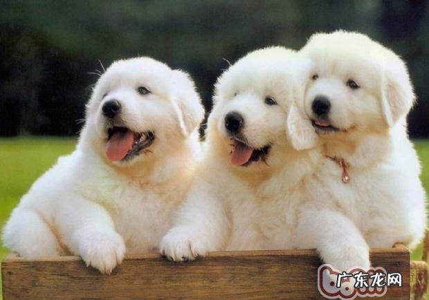 训练小狗拿东西的方式