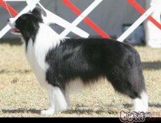 训炼是边境牧羊犬务必的课程