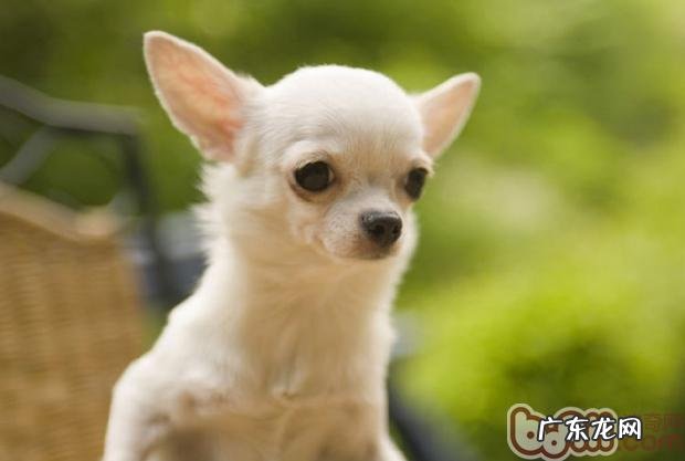 让小狗摆脱乘车的害怕