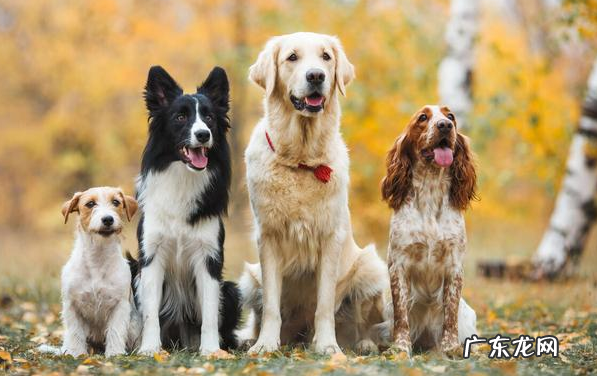 小狗抖腿是玩笑?小宠医师:别不当一回事,这可能是症状的预兆