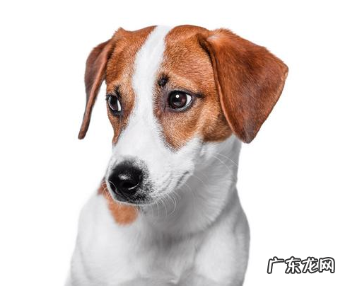 小狗抖腿是玩笑?小宠医师:别不当一回事,这可能是症状的预兆