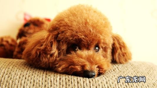 是否全部的小狗都是患皮肤疾病?