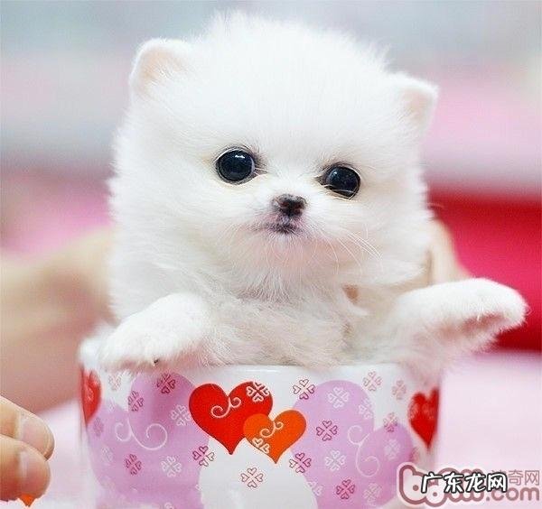 训练小狗钻圈和舞蹈