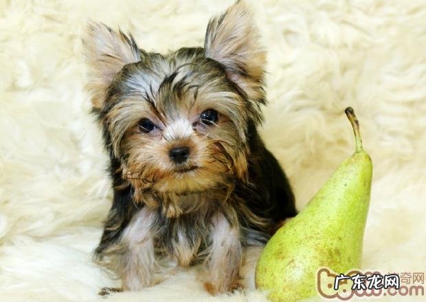 如何让幼狗不深夜乱叫