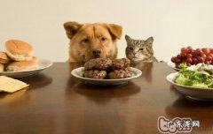 训练小狗的基础方法