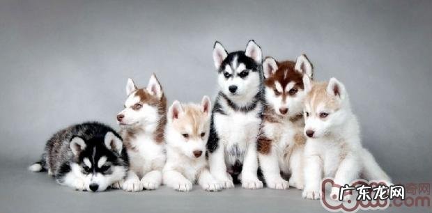 改正狗狗挑食食欲不振的问题