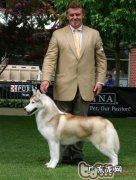 调节犬只姿势的杀手锏