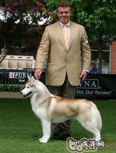 调节犬只姿势的杀手锏