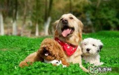 怎样与生疏小狗触碰