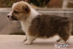 训练小狗留意好多个关键