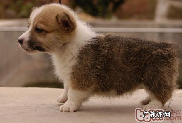 训练小狗留意好多个关键