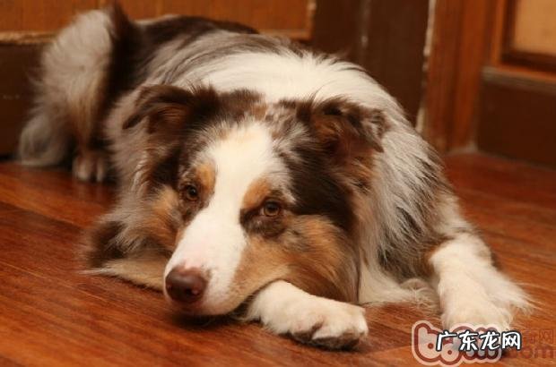 怎么让小狗外出不乱串