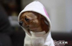 小狗怎么会乱咬