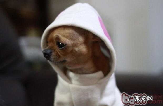 小狗怎么会乱咬