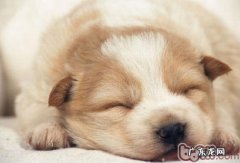 小狗做错事应当适度经验教训