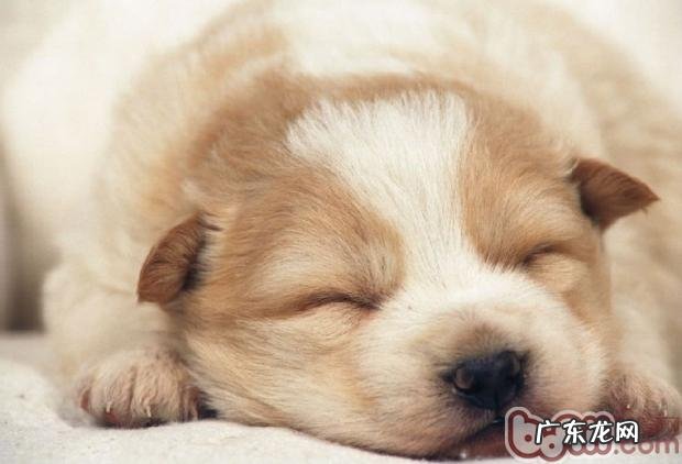 小狗做错事应当适度经验教训