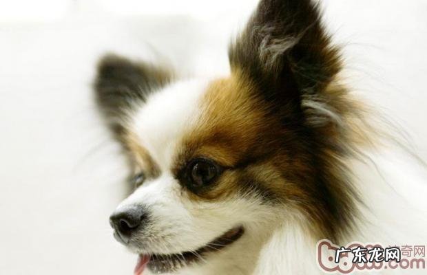 训练小狗习惯性睡狗狗的窝