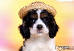 训练小狗对主人家的满意度