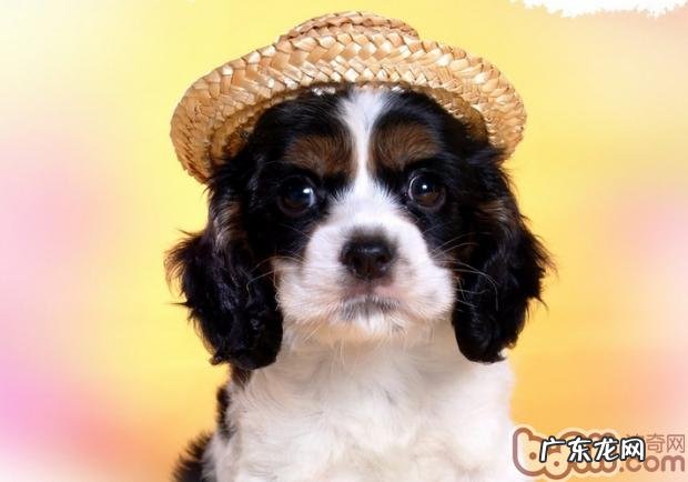 训练小狗对主人家的满意度