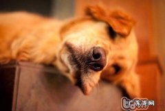 训练小狗改正打架斗殴不良习惯