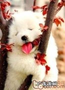 训练小狗上空接物