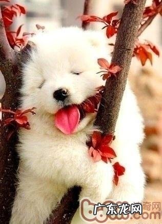 训练小狗上空接物