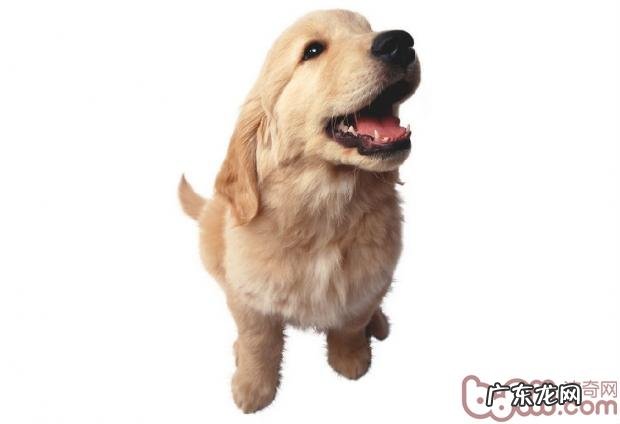 怎么让新老用户小狗和睦相处