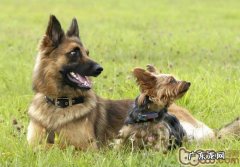 小狗外出带嘴罩的益处